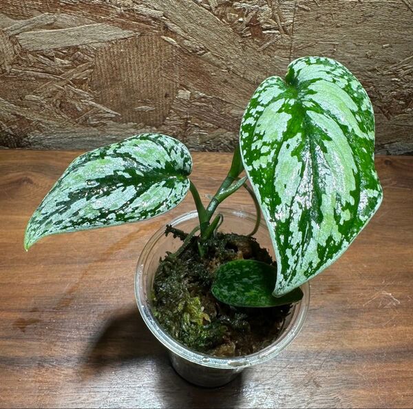 スキンダプサス トリカラー ダークフォーム Scindapsus Tricolor Dark Form S-33
