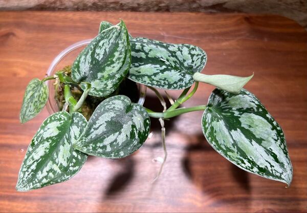 スキンダプサス トリカラー ダークフォーム Scindapsus tricolor Darkform S-26