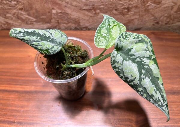 スキンダプサス トリカラー ダークフォーム Scindapsus Tricolor Dark Form S-41