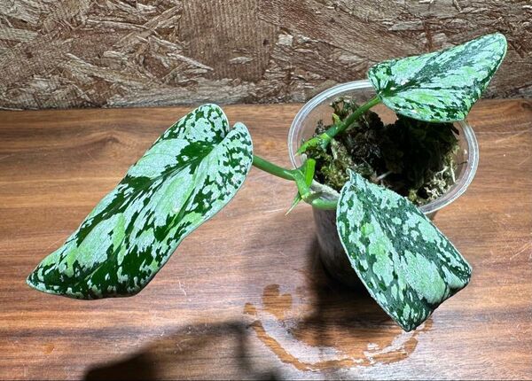 スキンダプサス トリカラー ダークフォーム Scindapsus Tricolor Dark Form S-41