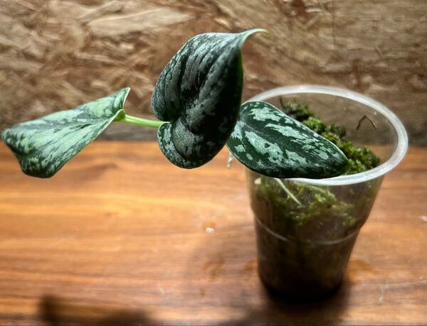 スキンダプサス トリカラー ダークフォーム Scindapsus Tricolor Darkform S-52