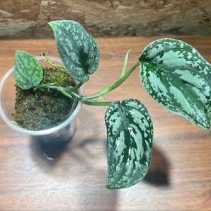 スキンダプサス トリカラー ダークフォーム Scindapsus tricolor Dark Form S-53