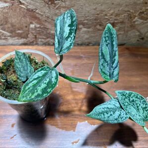 スキンダプサス トリカラー ダークフォーム Scindapsus Tricolor Darkform S-67