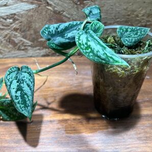 スキンダプサス トリカラー ダークフォーム Scindapsus Tricolor Darkform S-71