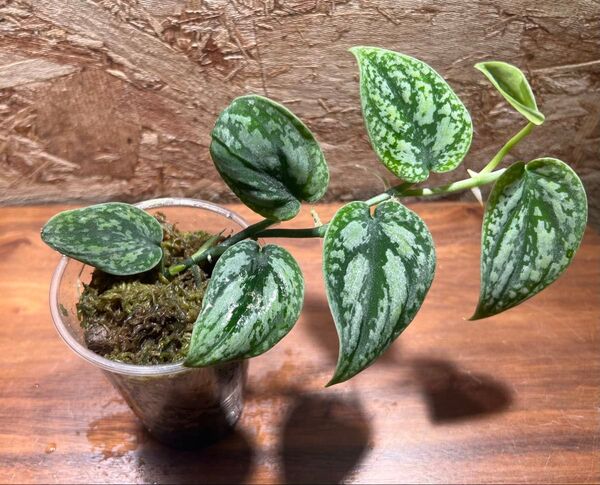 スキンダプサス トリカラー ダークフォーム Scindapsus Tricolor DarkForm S-70