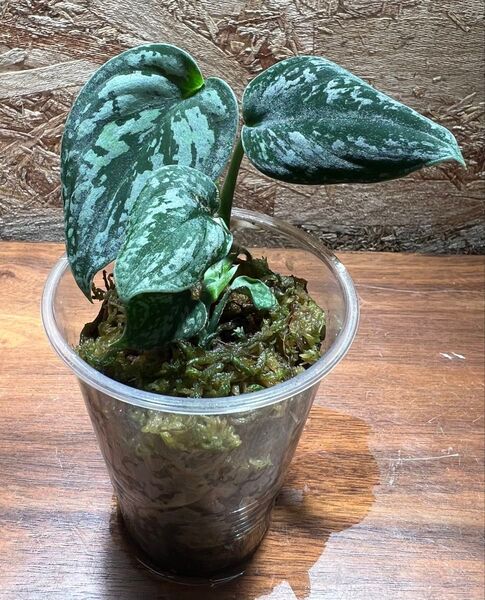 スキンダプサス トリカラー ダークフォーム Scindapsus Tricolor Darkform S-57