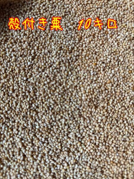 厳選 殻付き玄粟10キロ 小鳥の餌