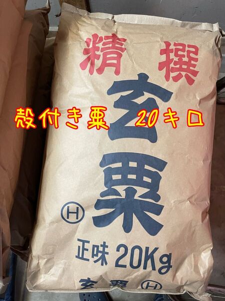 厳選 殻付き玄粟20キロ 小鳥の餌