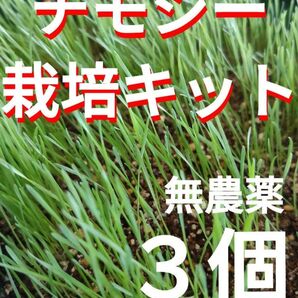 チモシー 栽培キット 生チモシー 牧草 生牧草 うさぎ うさぎ餌 ペットフード