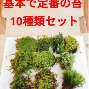 苔 イモリウム テラリウム パルダリウム ビバリウム アクアテラリウム 苔テラリウム カエル飼育