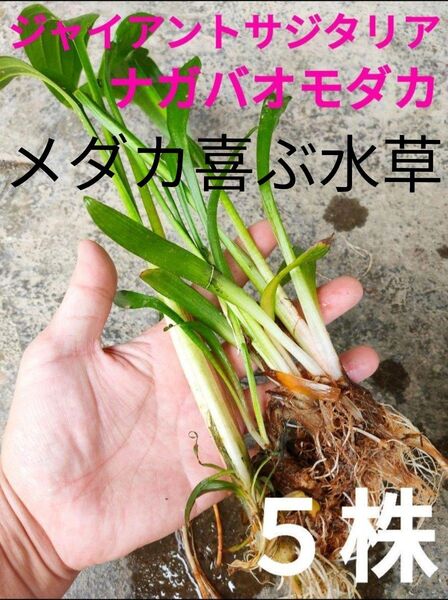 メダカが喜ぶ水草 ナガバオモダカ メダカ アクアリウム ビオトープ 抽水植物