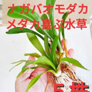 メダカが喜ぶ水草 ナガバオモダカ メダカ アクアリウム ビオトープ 抽水植物