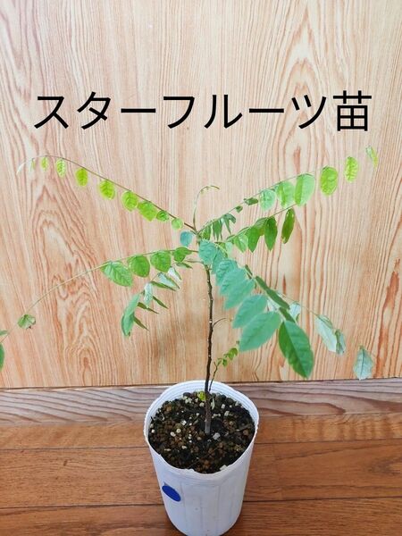 スターフルーツ ゴレンシ 実生 ポット苗 熱帯果樹 果樹 農家直送