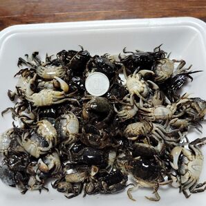 黒鯛 落とし込み用塩漬けカニ100匹