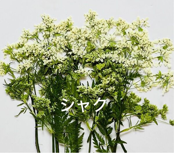 野の花シャク〜押し花素材