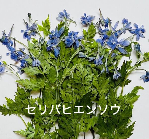 押し花素材〜セリバヒエンソウ約20本以上