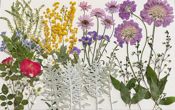 押し花素材〜茎付きお花セット
