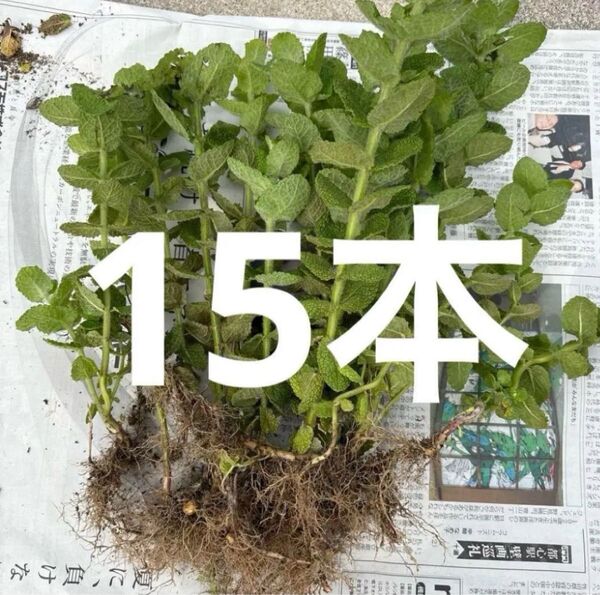 アップルミント 抜き苗 多め