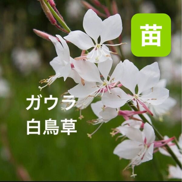 ガウラ・白蝶草 発芽苗 【2苗】初夏~晩秋までお花が咲く宿根草です。