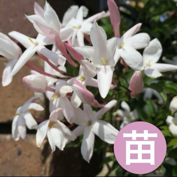 ハゴロモジャスミン 1苗 芳醇な香りを是非お楽しみください