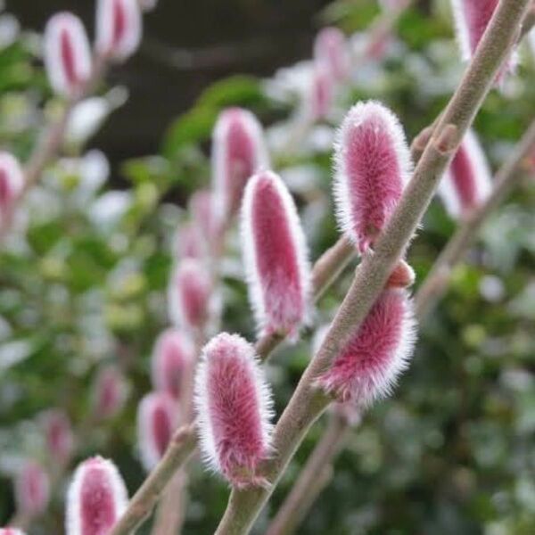 ピンクネコヤナギ 発芽苗 もふもふで可愛い猫柳 切り花になります。