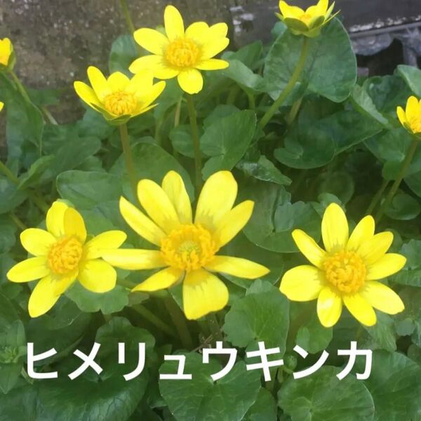 ヒメリュウキンカ 球根 キラキラと光沢のある花が美しいです。発芽苗 30苗