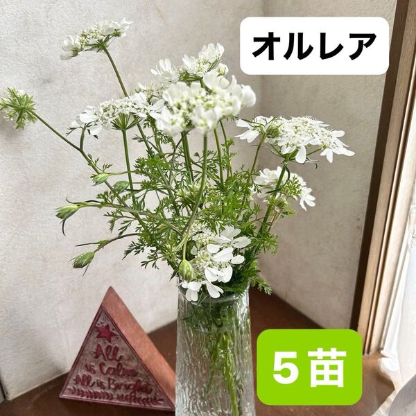 オルレア ・(オルラヤ)ホワイトレースフラワー大きな苗 【5苗】どんなな植物とも良く合います♪