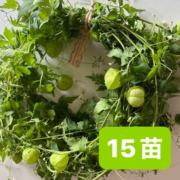 緑のカーテン フウセンカズラ 15苗 そよそよと風に揺れる葉が涼しげです