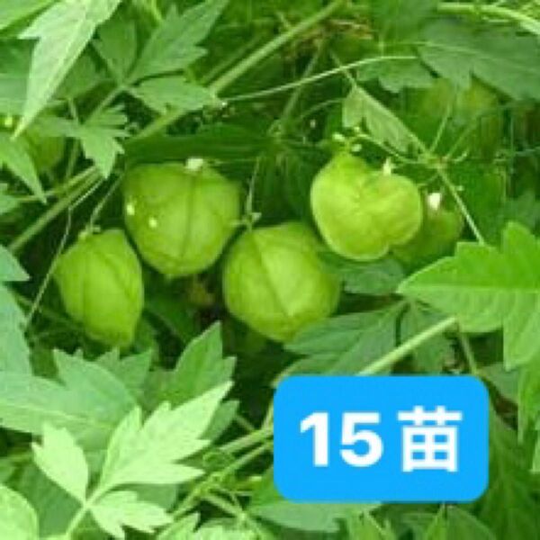 緑のカーテン フウセンカズラ 15苗 そよそよと風に揺れる葉が涼しげです