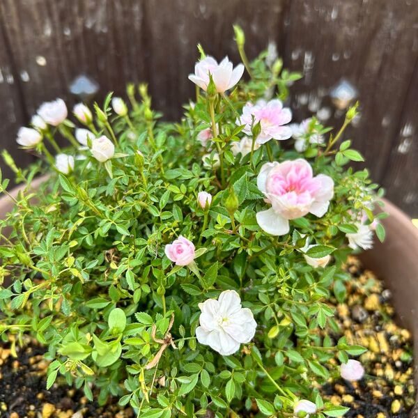 極小輪のミニバラ、1苗 四季咲きなので繰り返しお花が楽しめます。管理No-F