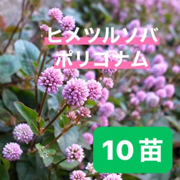 ヒメツルソバ 抜き苗 【10苗】まるで金平糖のような可愛いお花です。グランドカバー