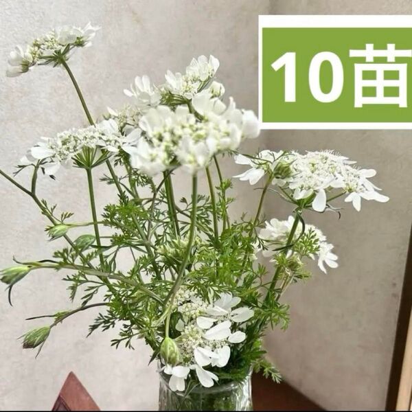 オルレア ・(オルラヤ)ホワイトレースフラワー大きな苗 【10苗】どんなな植物とも良く合います♪