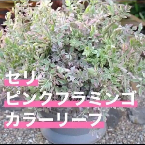 セリ・ピンクフラミンゴ 苗 ピンクの斑入りの可愛いカラーリーフです