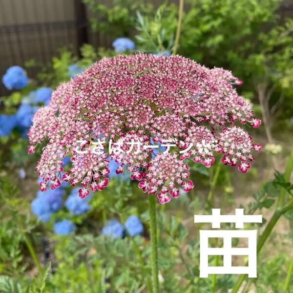 ブラックレースフラワー・ダウカスダーラ[3苗 】レースフラワー・花苗 幼苗ナチュラルガーデン