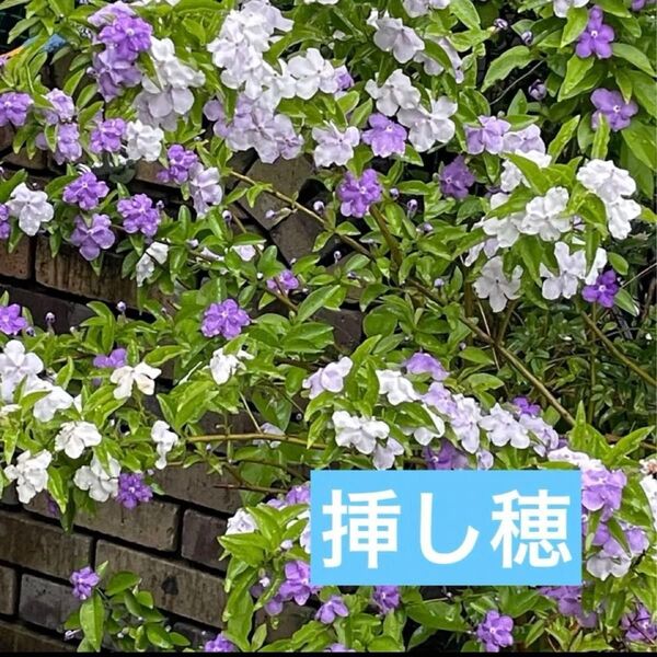 ニオイバンマツリ 挿し木用・挿し穂 5本 色の移り変わりがとても綺麗ですよ