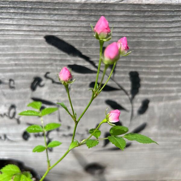 極小輪のミニバラ、1苗 四季咲きなので繰り返しお花が楽しめます。