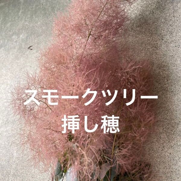 スモークツリー 挿し木用・挿し穂 【5本】 煙の木 ・シンボルツリー ・ドラライフラワー
