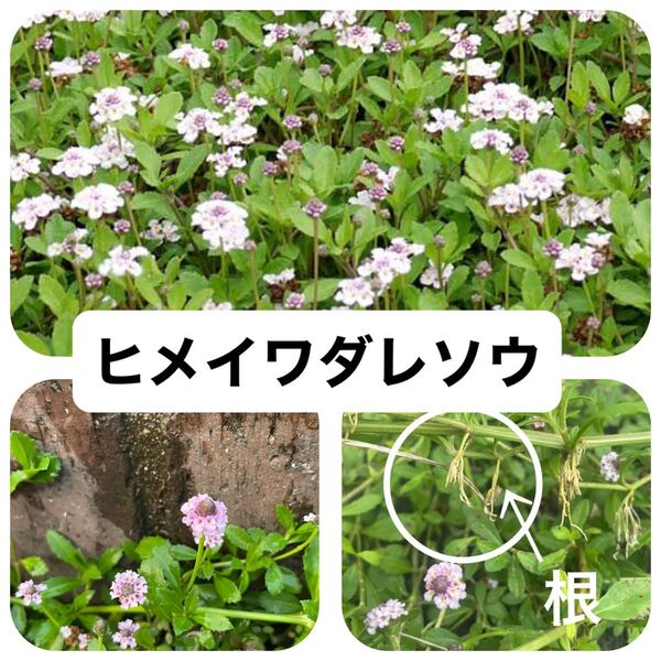 ヒメイワダレソウ カット苗 【100カット】 雑草対策 グランドカバー