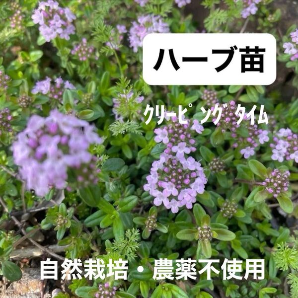 クリーピングタイム ハーブ苗 【ツボミ付き】 グランドカバー 自然栽培 ハーブ・花苗・タイム