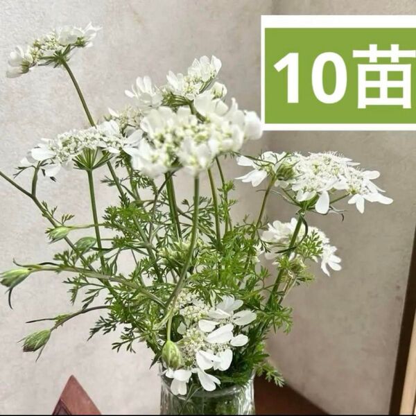 オルレア ・(オルラヤ)ホワイトレースフラワー【10苗】多めにお送りしてますどんなな植物とも良く合います♪