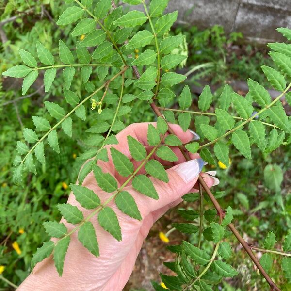 無農薬 山椒の葉 100枚+α 山菜