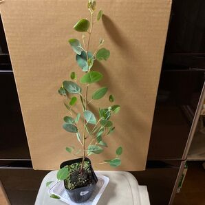 ユーカリ ポポラス 抜き苗①