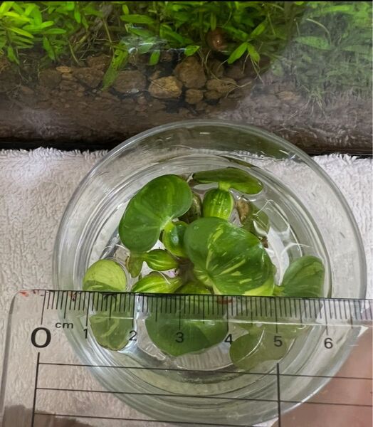 ホテイアオイ3株 浮草