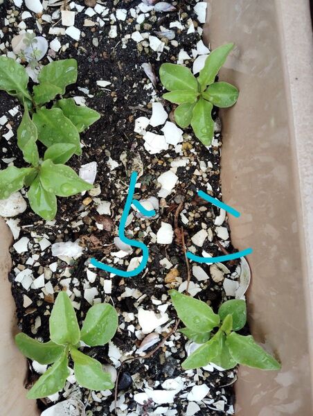 雲南百薬苗 5個 元気 丘わかめ 丘ワカメ 健康野菜 グリーンカーテン