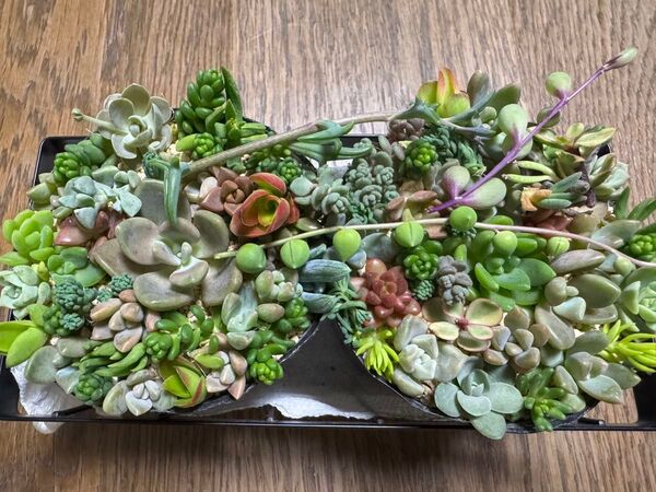 多肉植物 2ポットセット ちまちま寄せ カット苗 ネコポス発送