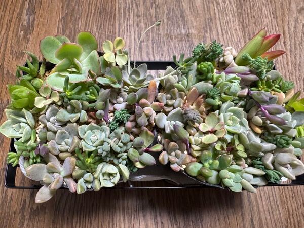 多肉植物 2ポットセット ちまちま寄せ カット苗 ネコポス発送