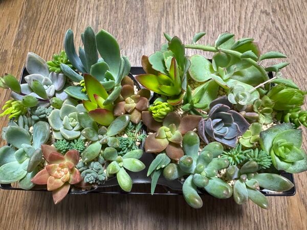 多肉植物 2ポットセット カット苗 寄せ植え ネコポス発送