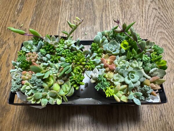 多肉植物 2ポットセット ちまちま寄せ カット苗 ネコポス発送