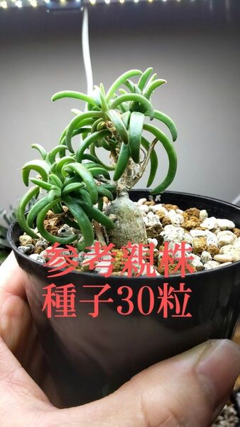 メストクレマ マクロリズム 実生 種子30粒