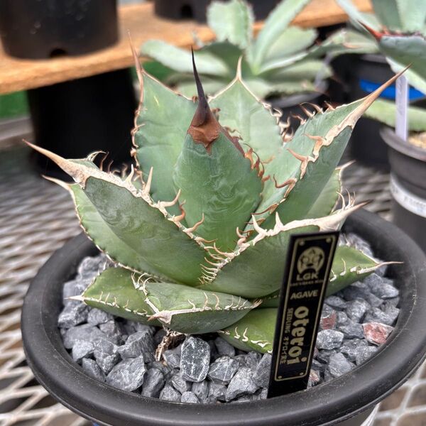 アガベ agave